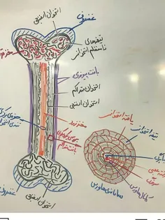 اینم از فصل هشتم زیست دوم که به سلامتی تونستم تمومش کنم ف