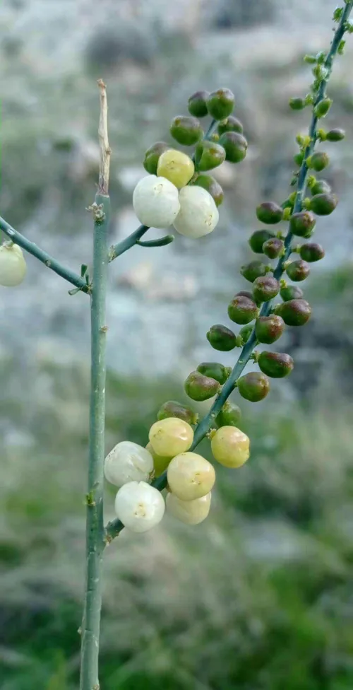 طبیعت زیبای دشتستان