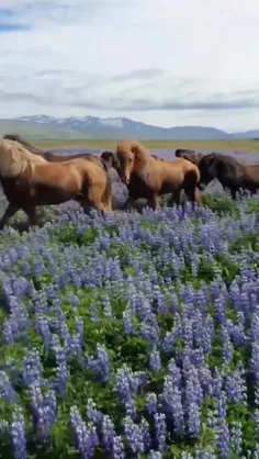 اسب ایسلندی یک نژاد اسب است که در ایسلند توسعه یافته است.