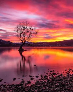 تک درخت معروف دریاچه واناکا (Wanaka) در نیوزیلند به هنگام