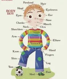 اعضای بدن انسان به انگلیسی