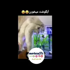 آبگوشت............فالوکن