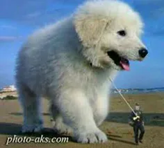 بزرگ ترین سگ دنیا