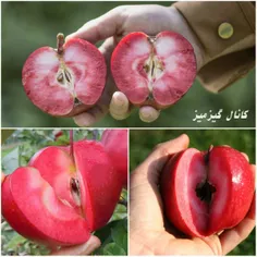 سیب تو سرخ که در برخی مناطق جهان از جمله سمنان و آذربایجا