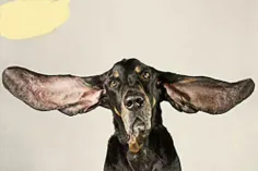 به نقل از #گینس ، گوش چپ این سگ 31.1 سانتی متر و گوش راست