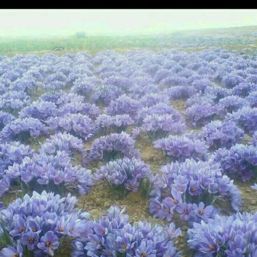 زعفران روستای ساق -خراسان رضوی