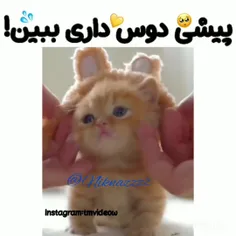 وویی خدای من کیا پیشی دوس دالن بگن😍❤❤