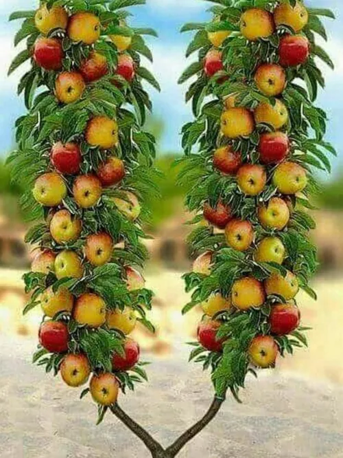 خوراکی میوه ها ،