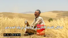 هنوز هم اقتصاد کردستان بر محور تولید گندم دیم می چرخد