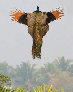 لحظه زیبای پرواز طاووس 😍