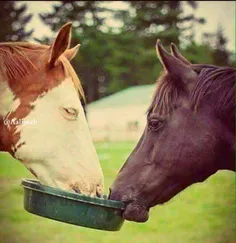 اون یکی اسبه کوره. و دوستش همیشه باهاشه.ببین چجوری ظرفو ب