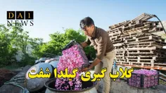 ثبت «گلاب گیری گیلده شفت» در فهرست میراث ناملموس کشور