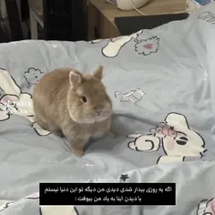 هوم؟🐰🎀