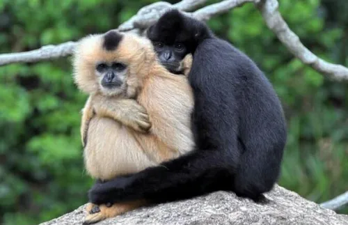 تصاویر عاشقانه مهربانو میمون دست دراز کپی با ذکر صلوات جه