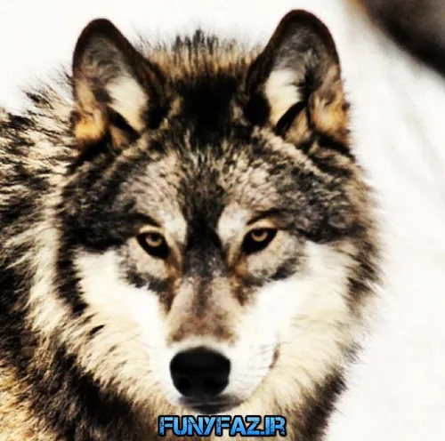 گوناگون amirwolf6 10588333 - عکس ویسگون