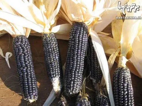 ﺫﺭﺕ ﻫﻮﭘﯽ ﺁﺑﯽ ‏( Blue Hopi Corn )