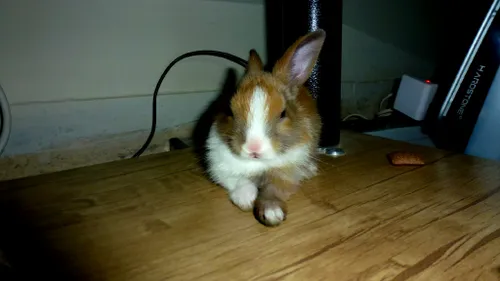 اینم خرگوشم تا2روزپیش بود...
