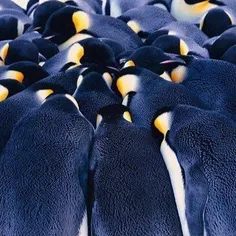 پنگوئن های امپراطور برای گرم ماندن در زمستان های بسیار سر