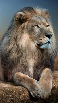 #Lion