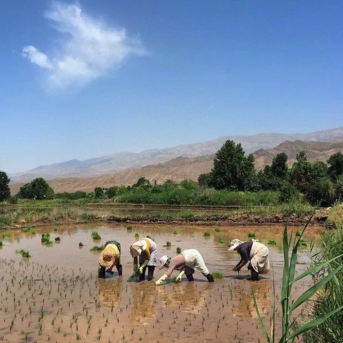 Farmers planting rice in a paddy field. Alamut, Qazvin. P