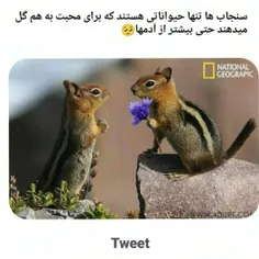 کی میگه حیوانات مهربون نیستن؟!🐿️