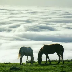 تا جایی که می‌توانید سفر کنید...