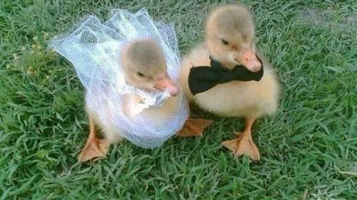 عروسی جوجه اردک زشت