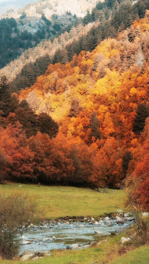 Nature Autumn 🍁