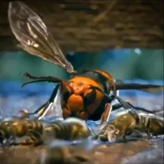 زنبوران سیگما