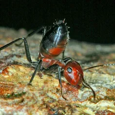 مورچه‌های انتحاری! این مورچه‌ها وقتی لونه‌شون تهدید میشه،