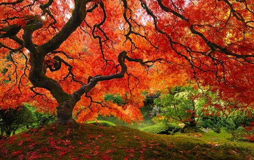 درخت افرای ژاپنی زیبایی در اورِگون پورتلند