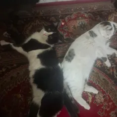 پدرام و پانی عزیزم