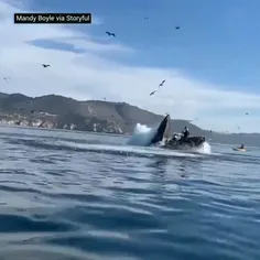 نهنگ بیچاره