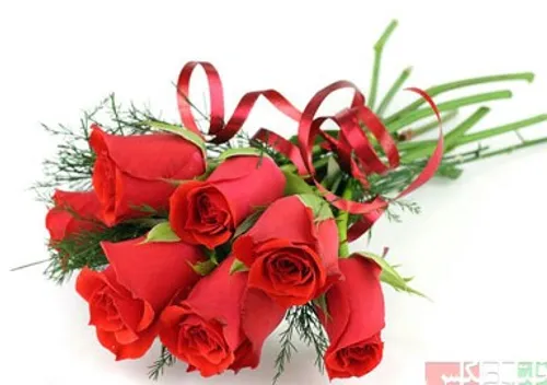 گل رز سرخ خوش بو محمدی قرمز طبیعت گل قشنگ