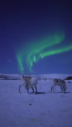 شفق قطبی قطعاً یکی از قشنگترین پدیده‌های روی زمینه 🫠🤌🏻