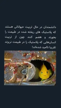 حیوانات...