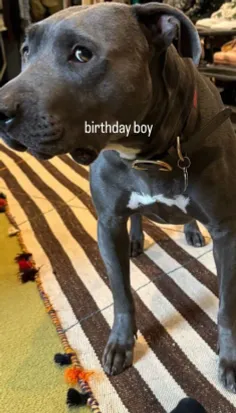 ولی امروز تولد سگ بیلی بود:)) 