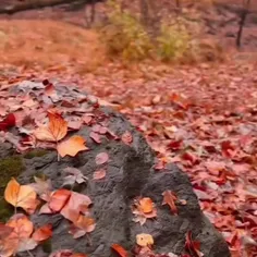 ببینم چند تا ترک زبان داریم 