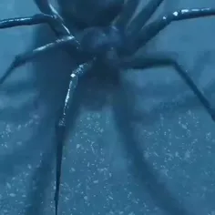 ای این عنکبوت خیلی چندشه 😶