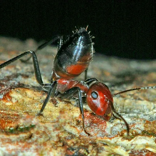 مورچه های انتحاری! این مورچه ها وقتی لونه شون تهدید میشه،