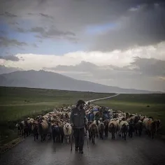 A sheppard moves forward with his herd #agri #turkey Phot