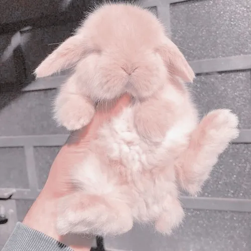 پس زمینه طوری🐰