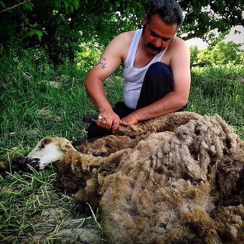 A stockman shearing a sheep on his farm. Shahriar, Tehran