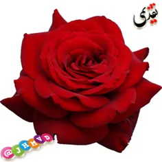 #کارت_پستال_استیکرسبد گل تقدیمی سه بعدی عکس گل جدید برای 