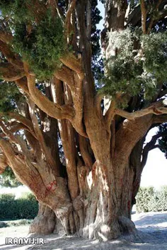 قدیمی ترین درخت جهان در ایران است + عکس مجموعه : مطالب جا