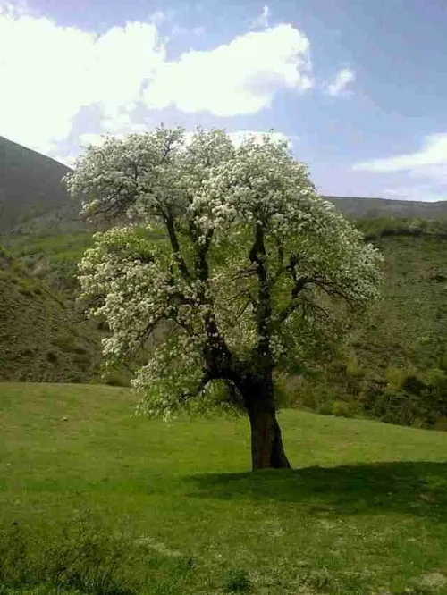 چه منظره ی زیبایی