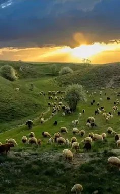 #منظره ای زیبا از _چرای گله گوسفندان