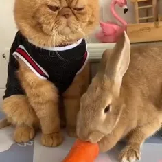 گربه و خرگوش 