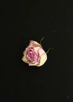 #roze