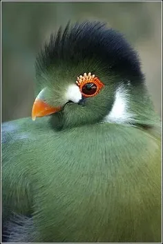 این پرنده زیبا اسمش هست اوسگل و ببینید چقدرزیباست